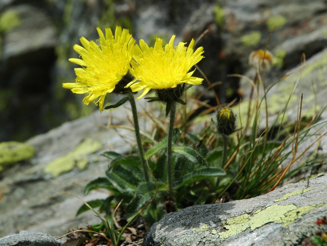 Hieracium sp.